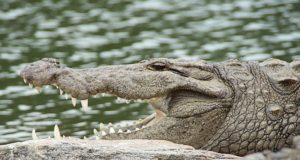 Estaurski krokodil