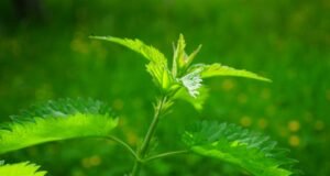 Biljke koje morate imati u kućnoj apoteci