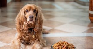 Orijen hrana za pse: biološki prilagođena ishrana